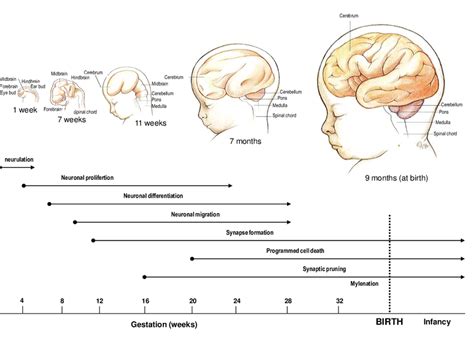 Sviluppo del cervello neonatale
