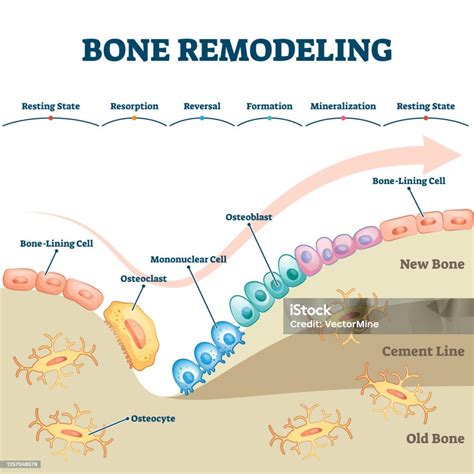 Processo di rimodellamento osseo