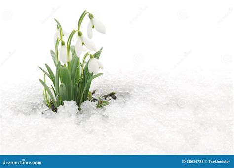 Bucaneve che spunta dalla neve