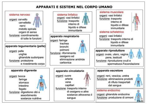 schema delle interazioni tra media tecnologici e sensi umani