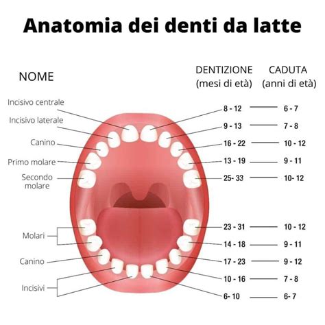 denti da latte e gengive