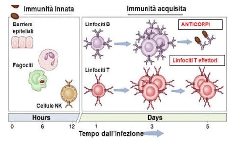 rappresentazione schematica dell'incompatibilità Rh e della reazione immunitaria materna