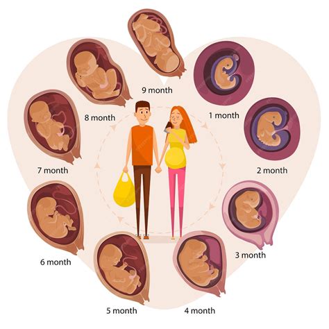 illustrazione che confronta i cambiamenti fisici in diverse fasi della gravidanza