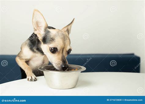 cucciolo di cane che esplora una ciotola di cibo