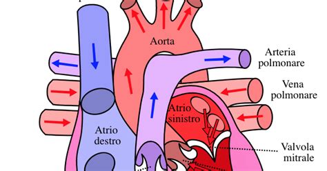 Infografica: Il viaggio del sangue nel cuore fetale