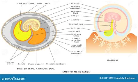 Diagramma delle Membrane Embrionali