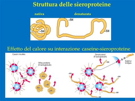 Struttura molecolare delle sieroproteine e delle caseine