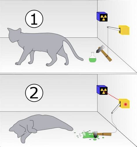 Illustrazione del paradosso del gatto di Schrödinger