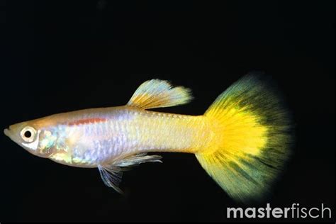 Guppy femmina gravida con la caratteristica macchia gravidica