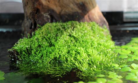 Acquario densamente piantumato con piante galleggianti che offrono rifugio agli avannotti