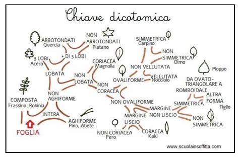 Esempio di chiave dicotomica semplificata