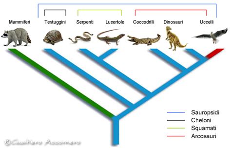 Albero filogenetico che illustra le relazioni evolutive