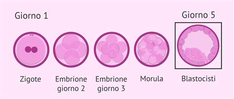 Apporto nutritivo alla blastocisti
