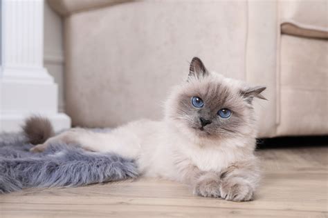 Gatto Birmano in fase di toelettatura
