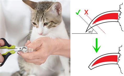 Gatto che si fa tagliare le unghie