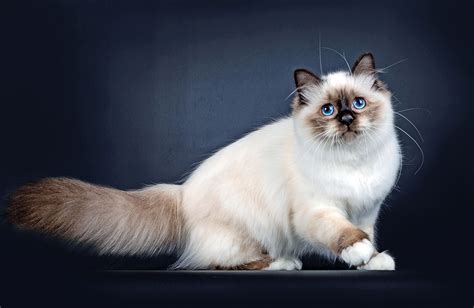 Gattino Sacro di Birmania