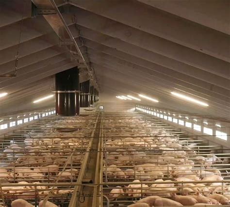 panoramica di un moderno impianto di svezzamento suini