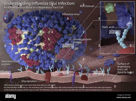 Grafico che illustra la trasmissione aerea dei virus influenzali