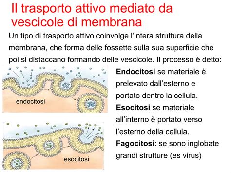 processo di espulsione del tessuto gestazionale