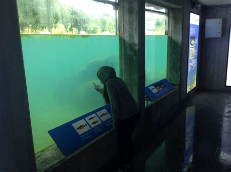 Acquario con pesci di fiume nella Casa del Parco 