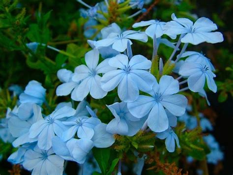 Plumbago auriculata con fiori azzurri