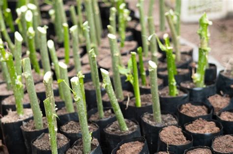 Talee di Plumbago pronte per la piantumazione