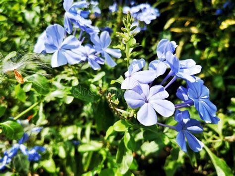 Fiori di Plumbago in primo piano