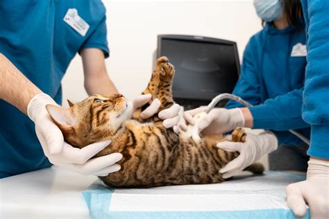 illustrazione di una gatta che riceve cure veterinarie