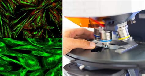 Microscopia time-lapse per embrioni