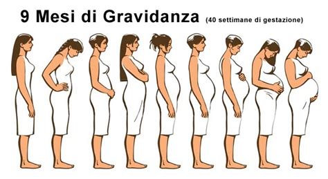 Evoluzione della pancia durante la gravidanza