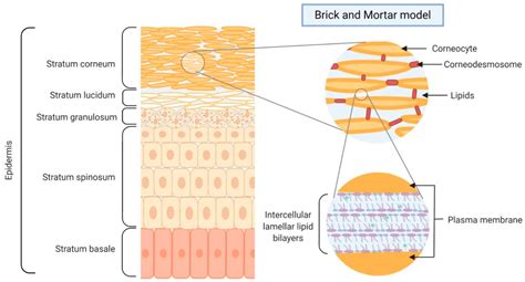 Diagramma che mostra la barriera cutanea e l'azione degli ingredienti Mustela