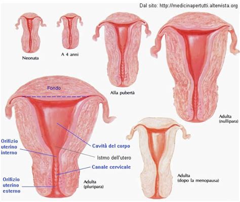 Anatomia dell'utero e della cervice