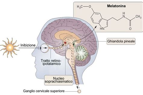 Diagramma della ghiandola pineale e della produzione di melatonina in risposta alla luce e al buio