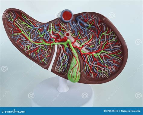 Modello votivo in cera di un organo umano