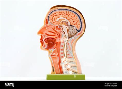 Modello anatomico in cera della testa di un giovane uomo di Zumbo