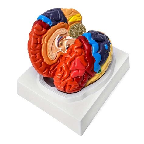 Modello anatomico in cera del cervello della collezione Luigi Cattaneo