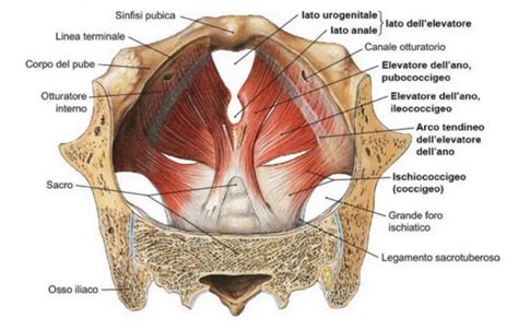 Diagramma che illustra la muscolatura del pavimento pelvico