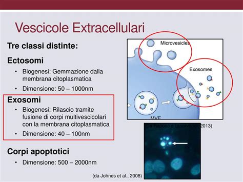 Vescicole extracellulari e comunicazione cellulare