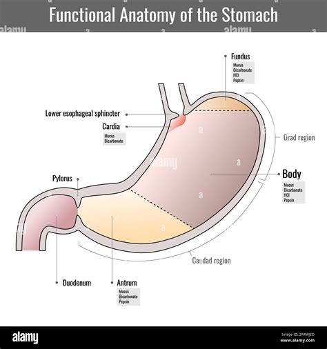 illustrazione anatomica dell'esofago e dello stomaco con indicazione del reflusso acido
