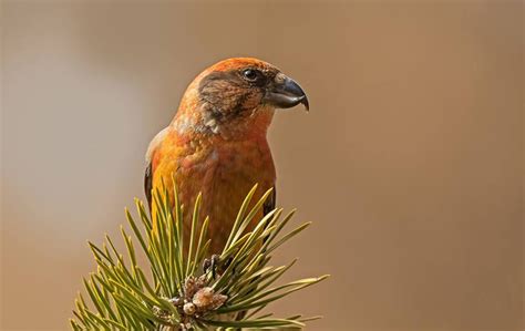 Uccello Crociere con becco incrociato