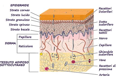 schema che mostra la struttura della pelle e come l'idratazione profonda influisce sull'elasticità