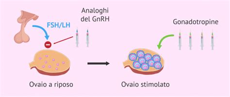 Tipi di farmaci utilizzati nella stimolazione ovarica