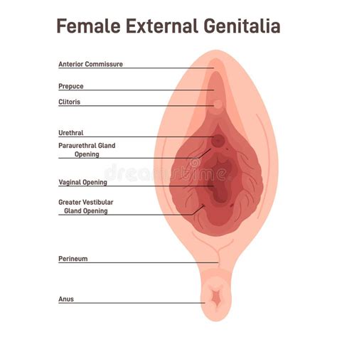 anatomia della vulva
