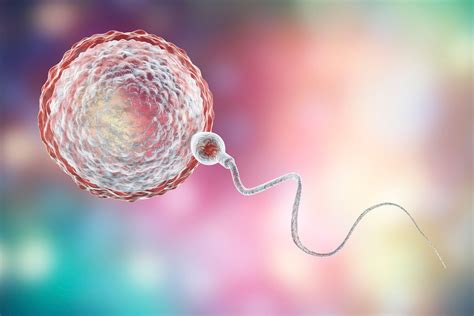 composizione di un ovulo vaginale