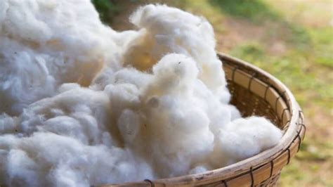Fibre di cotone morbido