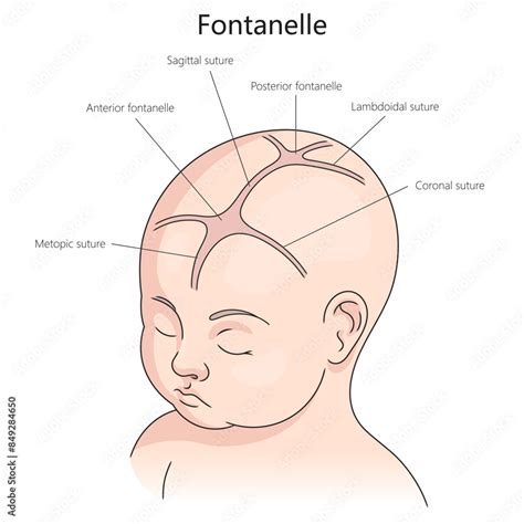 Schematic representation of a baby's skull with fontanelles