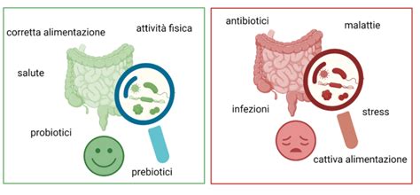 Flora intestinale del bambino e antibiotici