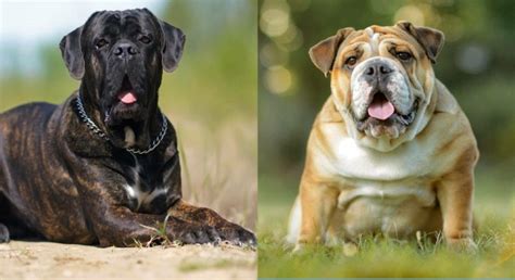cane bulldog