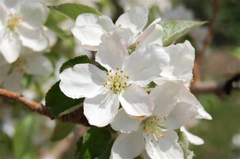 Fiori di melo