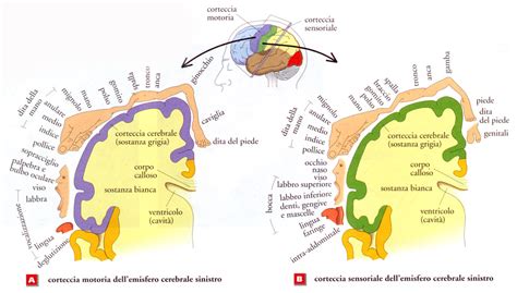 Mappa dell'Homunculus corticale